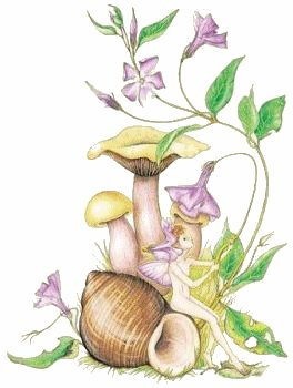 Fairy 20